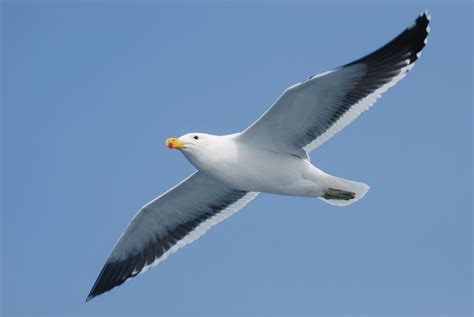 Möwe Vogel Fliegen - Kostenloses Foto auf Pixabay