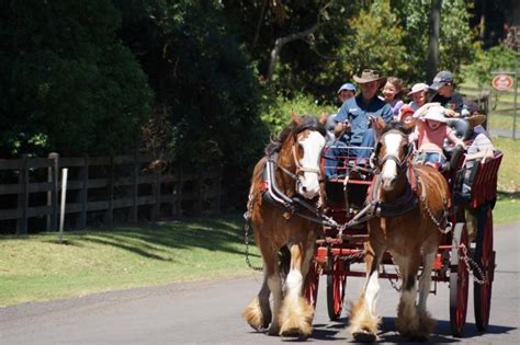 Bunya Mountains Horse Drawn Tours | South Burnett