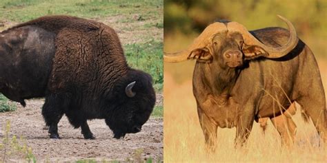 Bison Vs Buffalo: 6 Key Differences Between These Mammals