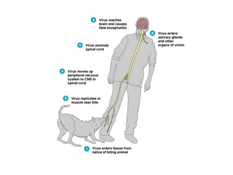 Rabies - RNpedia