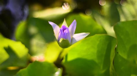 Lotus Flower Blooming Time Lapse - YouTube