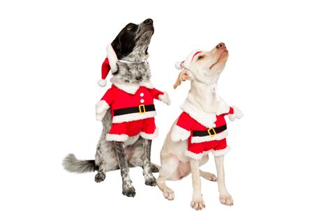 Santa Claus Dog Christmas Costume – Get Ready for Christmas. Free Shipping. – Pet Krewe