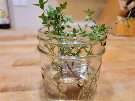 How to Grow Thyme from Cuttings in Water