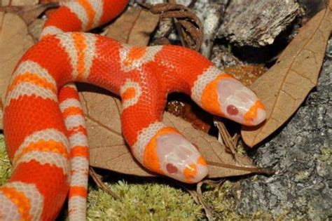 Two-Headed Snake Worth $50,000 Tries Eating Itself