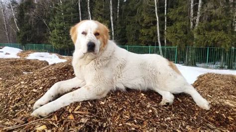 Is Mulch Safe For Dogs? - The Garden Shed