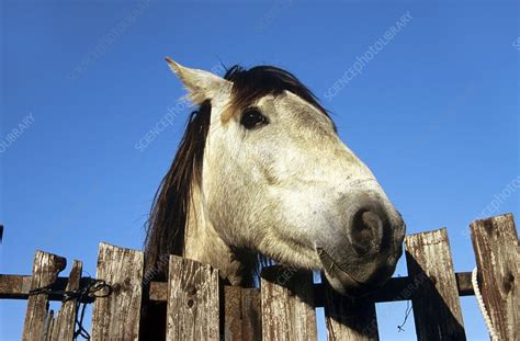 Camargue horse, France - Stock Image - C005/7830 - Science Photo Library