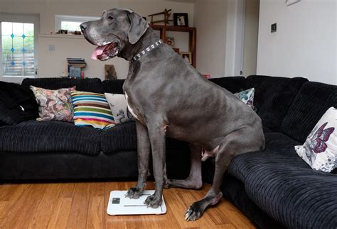 How Big Should A Dog House Be For A Great Dane