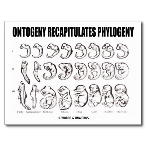 Ontogeny Recapitulates Phylogeny | E words, Words, Biology