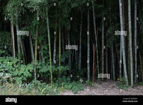 A beautiful landscape of green forest with tall bamboo trees Stock ...