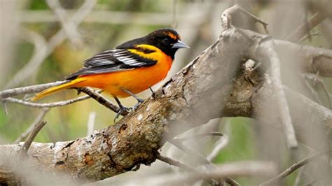 Baltimore, Bullock’s orioles will retain separate identities | Cornell ...