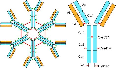 Immunoglobulin M (IgM): Structure and Properties - Overall Science