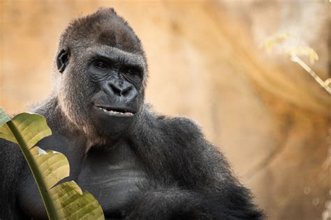 Gorilla Portrait Free Stock Photo - Public Domain Pictures