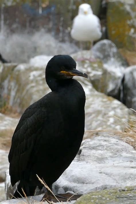 Pin by bimblebee.com on north sea wildlife | Farne islands, Wildlife ...