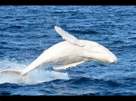 Another pic of Migaloo | Albino animals, Whale, White humpback whale