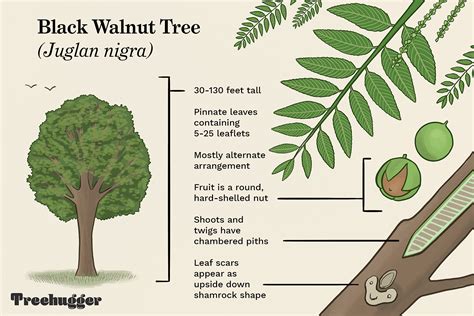 Butternut and Black Walnut Trees: Identification and Characteristics | Black walnut tree, Walnut ...