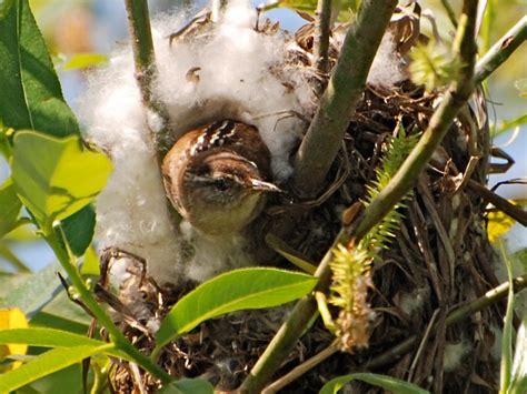 The Marsh Wren's Many Nests | BirdNote