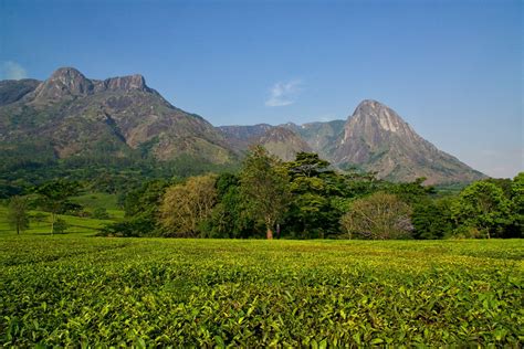 Magnificent Mulanje Mountain and Tea Estates