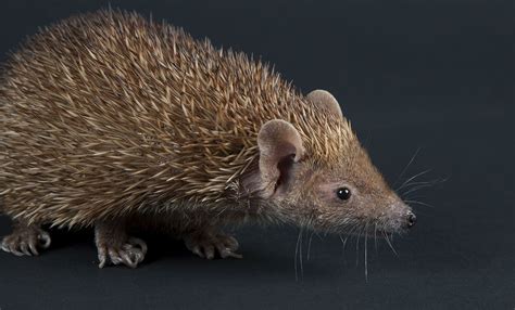 Lesser Madagascar tenrecs, also called lesser hedgehog tenrecs, are smaller than greater ...