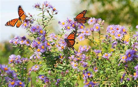 20 best Indiana Native Wildflowers images on Pinterest | Flowers garden ...