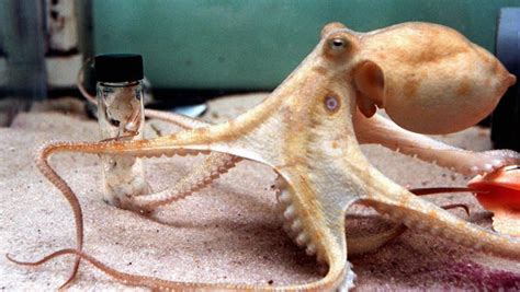 How does an octopus eat? Ask USA TODAY