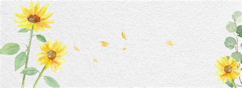 Minimalized Sunflower Background Banner Background, Simple, Sunflower, Banner Background ...