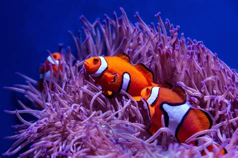 Download Sea Life Fish Animal Clownfish 4k Ultra HD Wallpaper