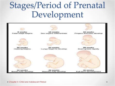 Prenatal Chart Pdf Prenatal Development Development A - vrogue.co