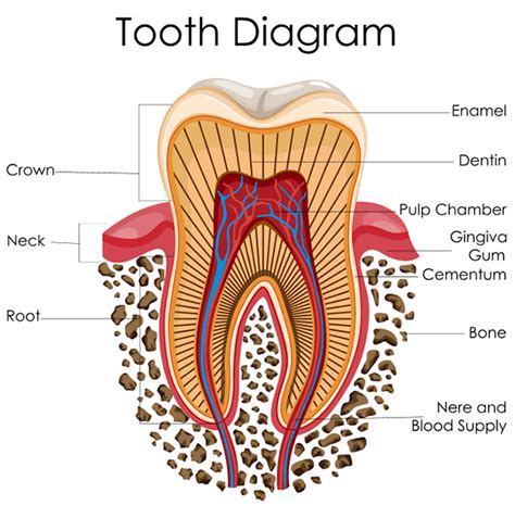 5 Reasons Why You Might Have Sensitive Teeth - Today's RDH