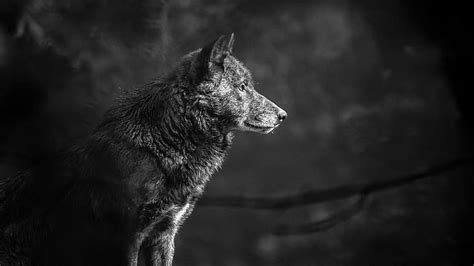 HD wallpaper: gray scale photography of wolf, grey wolf, timberwolf ...