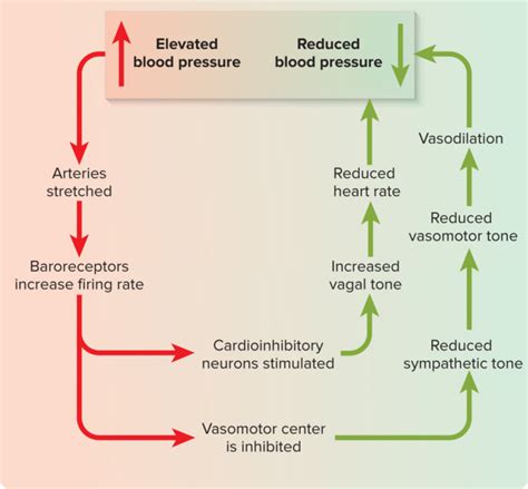 Blood pressure feedback loop Diagram | Quizlet