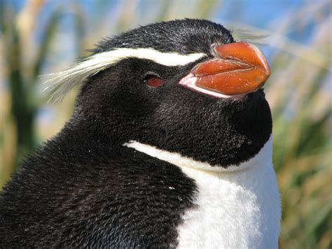 Snares Penguin Eudyptes robustus - Google Search Penguin Species, Bird ...