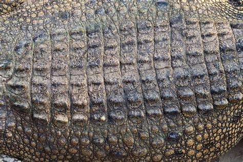 Wild crocodile skin pattern Stock Photo by ©pinkblue 18580375