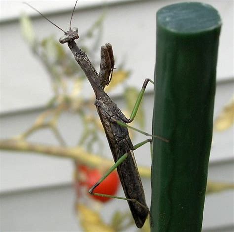 Carolina mantis praying mantis | Keeping Insects