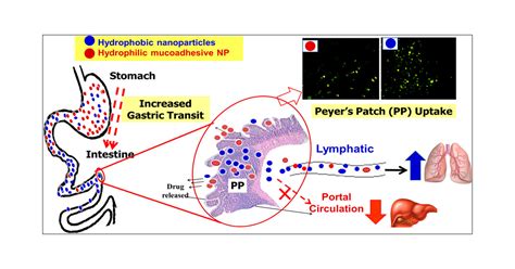 Exploring Peyer’s Patch Uptake as a Strategy for Targeted Lung Delivery ...