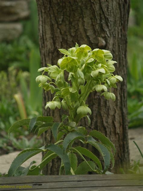 Helleborus argutifolius | Plants Direct – Victoria, BC