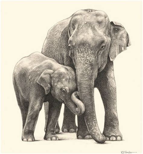 Elephant Face Drawing at GetDrawings | Free download