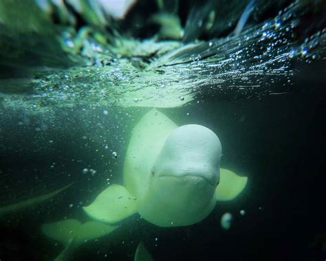 Kayaking With Beluga Whales In Churchill, Manitoba - Adventure Family ...