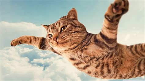 Crazy Cat Wallpapers - Top Những Hình Ảnh Đẹp