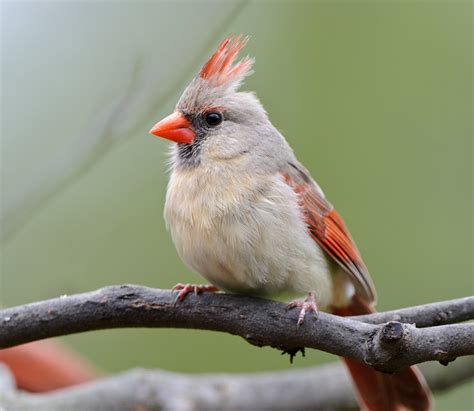 worldimage4u: Colorful and different types of Birds for bird lovers