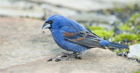 Blue grosbeak Bird Facts | Passerina caerulea | AZ Animals