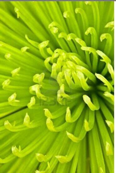 Beautiful | Chartreuse color, Chrysanthemum, Chartreuse