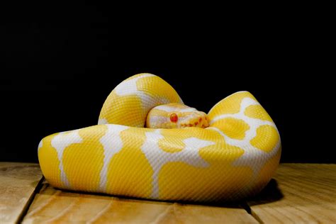 Top 5 Yellow Ball Python morphs | BALL PYTHON BREEDER UK