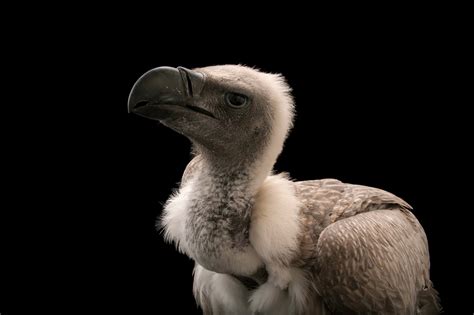 BIR020-00054 - Joel Sartore