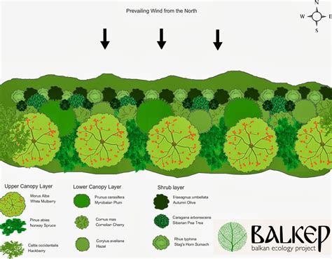 Windbreak, prevailing wind, Garden wind prevention, how to stop wind in ...