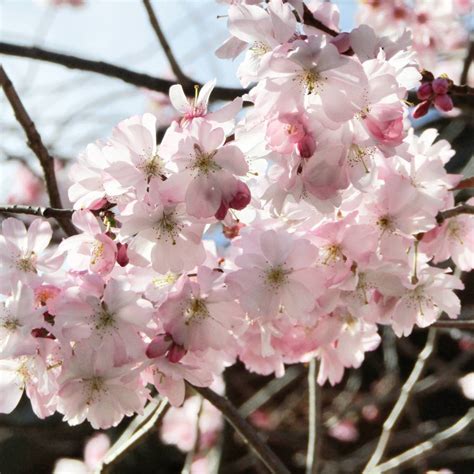 Prunus serrulata by oscvanjazz on DeviantArt