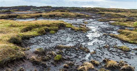 Guest post: How human activity threatens the world’s carbon-rich peatlands - Carbon Brief