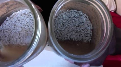 Masaru Emoto's Rice Experiment One Year Later - YouTube