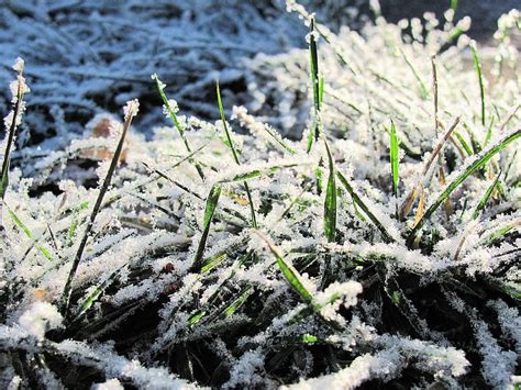 Frost on the Grass, crystals, grass, december, ice, nature, winter ...