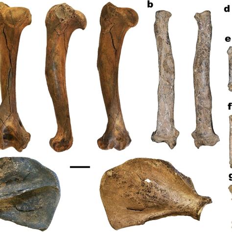 Decreasing size in the evolution of Panthera spelaea illustrated by ...