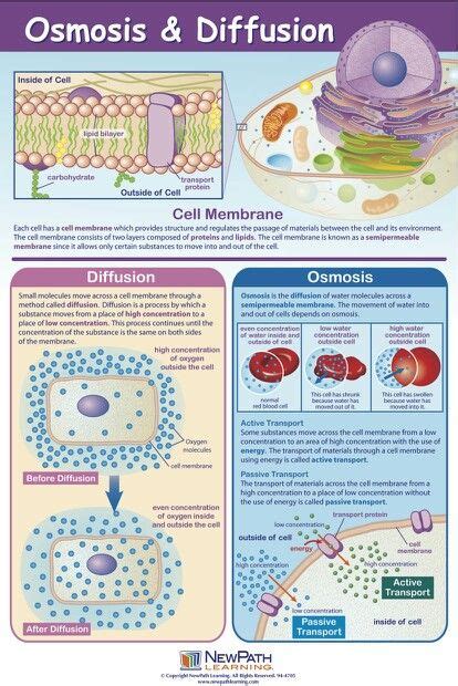 Osmosis and Diffusion. What an exciting processes and terms. With nicer graphics of Biology ...